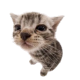 mcp1.8.8 MCP Server Logo