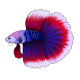 claude-desktop-mcp-to-claude-agent MCP Server Logo